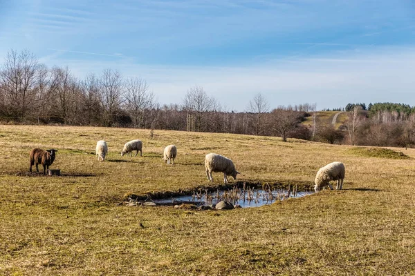 Овцы на травянистой пастбище — стоковое фото
