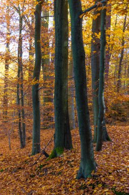 Voderady Beechwood, Çekya renkli sonbahar