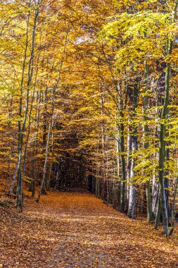 Renkli Voderady Beechwood, Çekya yolundaki