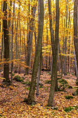 Voderady Beechwood, Çekya renkli sonbahar