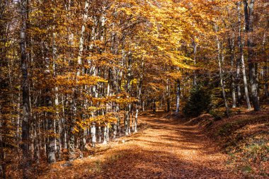 Renkli Voderady Beechwood, Çekya yolundaki