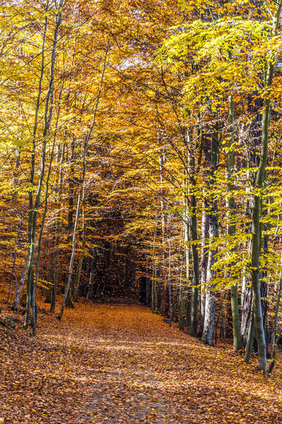 Colorful Path In Voderady Beechwood, Czechia