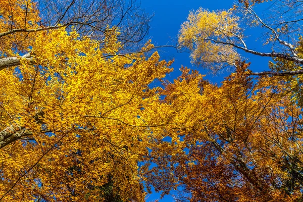 Outono colorido em Voderady Beechwood, Tchecoslováquia — Fotografia de Stock