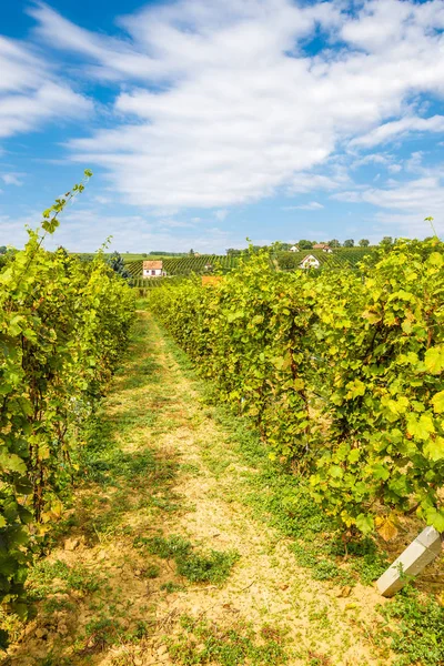 Vineyard nära Villany Village - Baranya, Ungern — Stockfoto
