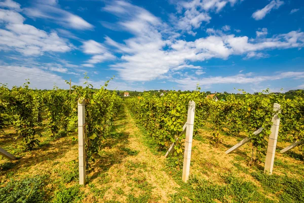 Vineyard nära Villany Village - Baranya, Ungern — Stockfoto