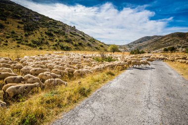 Koyun Sürüsü - Mavrovo Np, Makedonya, Avrupa
