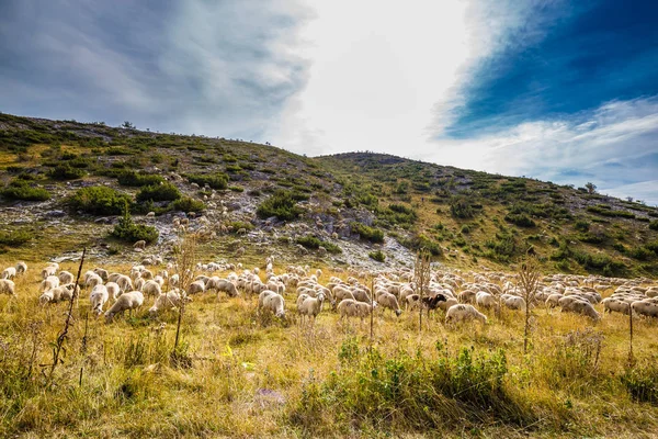 Flock Of Sheep - Mavrovo Np, Μακεδονία, Ευρώπη — Φωτογραφία Αρχείου