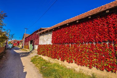 Donja Lokosnica, Leskovac, Sırbistan 'da Kırmızı Biberler