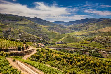 Vineyards In Douro Valley - Portugal, Europe clipart