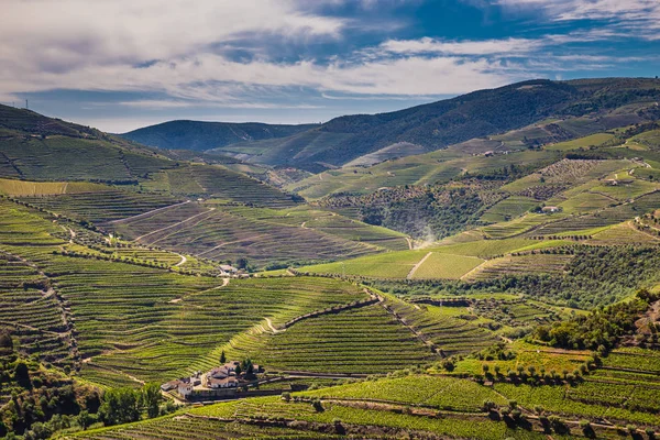 Vinodlingar i Dourodalen - Portugal, Europa — Stockfoto