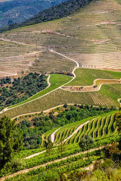 Detalj av vingårdar i Dourodalen - Portugal, Europa — Stockfoto