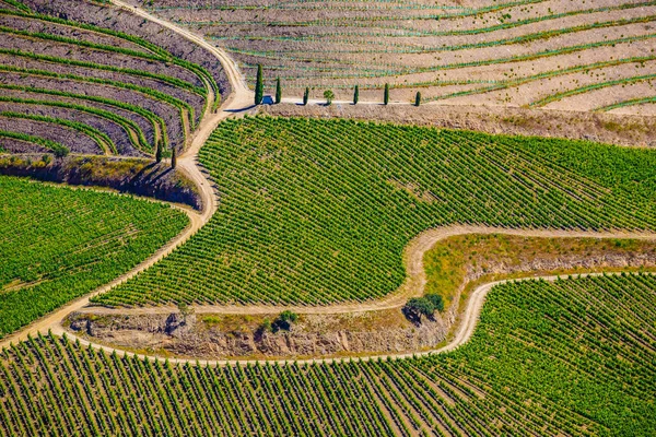 Detalj av vingårdar i Dourodalen - Portugal, Europa — Stockfoto