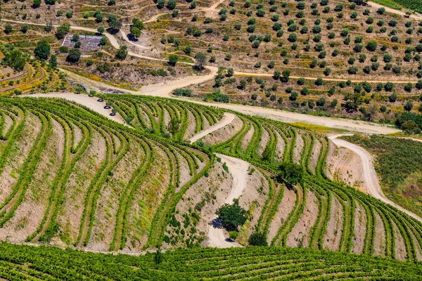 Detalhe das vinhas no Vale do Douro - Portugal, Europa — Fotografia de Stock
