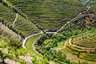 Douro Vadisi 'ndeki Üzüm bağlarının Ayrıntıları - Portekiz, Avrupa