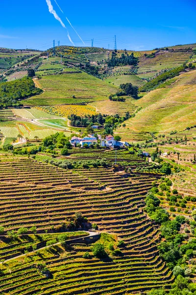Vinodlingar i Dourodalen - Portugal, Europa — Stockfoto