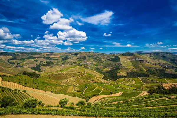 Vineyards In Douro Valley - Portugal, Europe — Stock Photo, Image