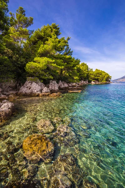Берег Півострова Пелєсак Південній Далмації Хорватія Європа — стокове фото