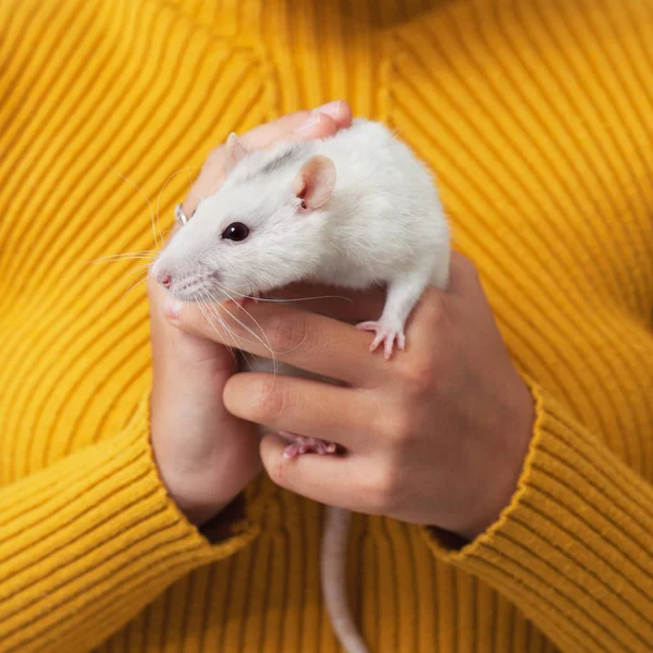 Weiße Ratte in den Armen. — Stockfoto