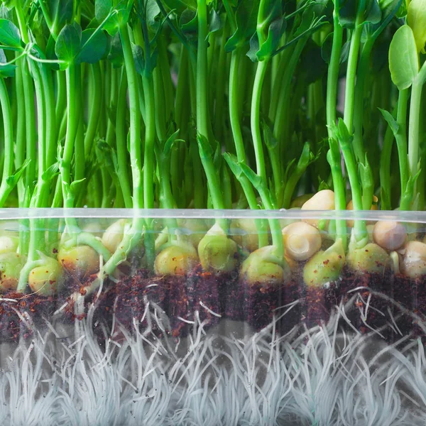 Young vegetable pea sprouts, microgreen close-up. — Stock Photo, Image