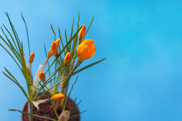 Crocus flower on a blue background. Yellow flowers with copy space. Planted in a flowerpot. — Stock Image Crocus flower on a blue background. Yellow flowers with copy space. Planted in a flowerpot. Stock Image