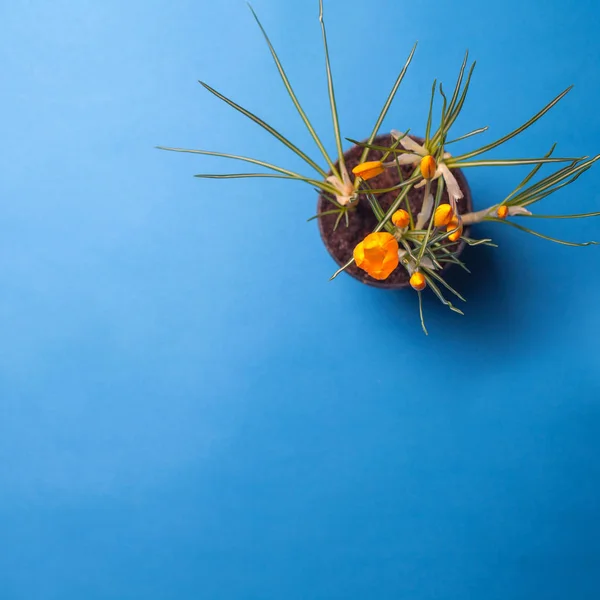Crocus flower on a blue background. Yellow flowers with copy space. Planted in a flowerpot. — Stock Image Crocus flower on a blue background. Yellow flowers with copy space. Planted in a flowerpot. Stock Image