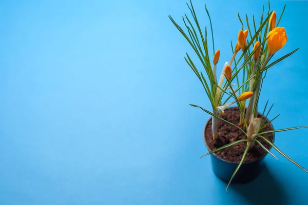 Crocus flower on a blue background. Yellow flowers with copy space. Planted in a flowerpot. — Stock Image Crocus flower on a blue background. Yellow flowers with copy space. Planted in a flowerpot. Royalty Free Stock Photos