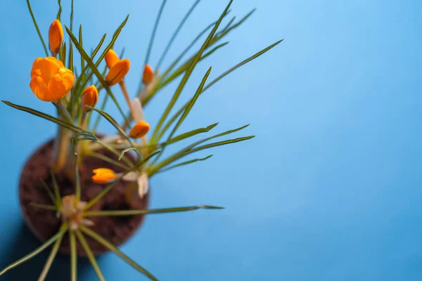 Crocus flower on a blue background. Yellow flowers with copy space. Planted in a flowerpot. — Stock Image Crocus flower on a blue background. Yellow flowers with copy space. Planted in a flowerpot. Royalty Free Stock Photos