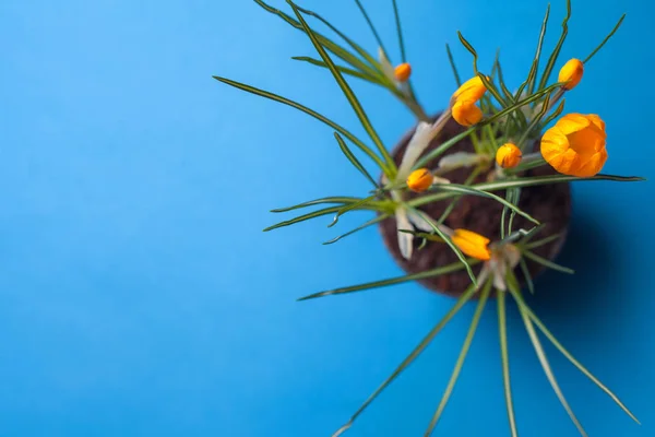 Crocus flower on a blue background. Yellow flowers with copy space. Planted in a flowerpot. — Stock Image Crocus flower on a blue background. Yellow flowers with copy space. Planted in a flowerpot. Stock Photo