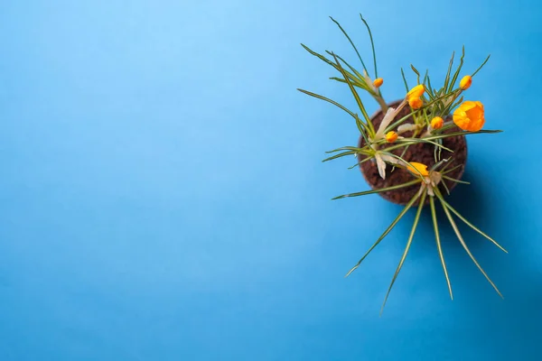 Crocus flower on a blue background. Yellow flowers with copy space. Planted in a flowerpot. — Stock Image Crocus flower on a blue background. Yellow flowers with copy space. Planted in a flowerpot. Royalty Free Stock Images
