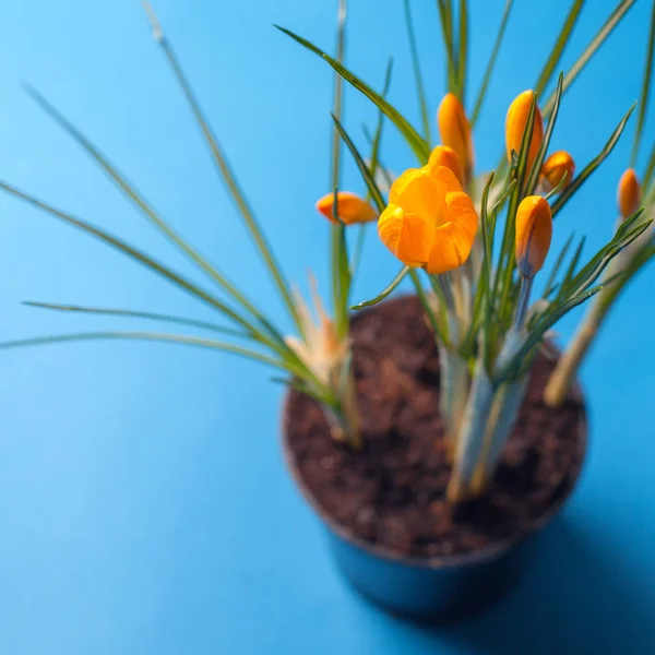 Crocus flower on a blue background. Yellow flowers with copy space. Planted in a flowerpot. — Stock Image Crocus flower on a blue background. Yellow flowers with copy space. Planted in a flowerpot. Royalty Free Stock Photos