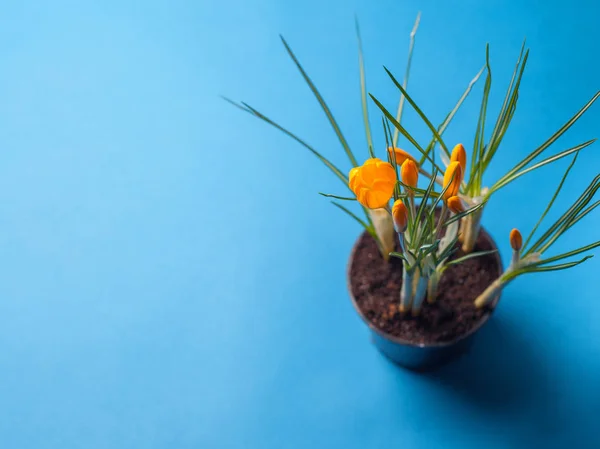 Crocus flower on a blue background. Yellow flowers with copy space. Planted in a flowerpot. — Stock Image Crocus flower on a blue background. Yellow flowers with copy space. Planted in a flowerpot. Stock Photo