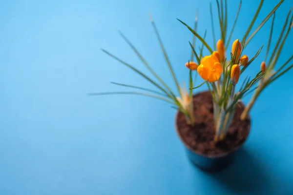 Crocus flower on a blue background. Yellow flowers with copy space. Planted in a flowerpot. — Stock Image Crocus flower on a blue background. Yellow flowers with copy space. Planted in a flowerpot. Stock Picture