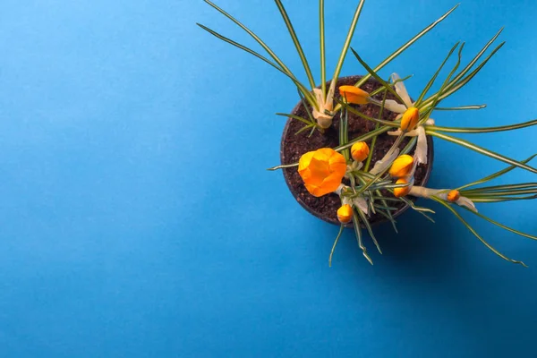 Crocus flower on a blue background. Yellow flowers with copy space. Planted in a flowerpot. — Stock Image Crocus flower on a blue background. Yellow flowers with copy space. Planted in a flowerpot. Stock Picture