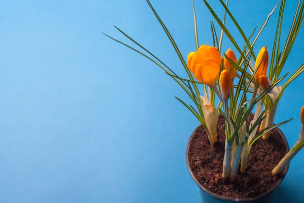 Crocus flower on a blue background. Yellow flowers with copy space. Planted in a flowerpot. — Stock Image Crocus flower on a blue background. Yellow flowers with copy space. Planted in a flowerpot. Stock Photo