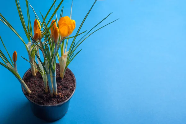 Crocus flower on a blue background. Yellow flowers with copy space. Planted in a flowerpot. — Stock Image Crocus flower on a blue background. Yellow flowers with copy space. Planted in a flowerpot. Royalty Free Stock Images