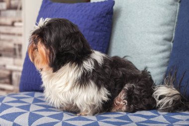 Komik köpek evde, kanepede oturuyor. Shih-tzu cinsi. Evcil hayvan. Homellik.