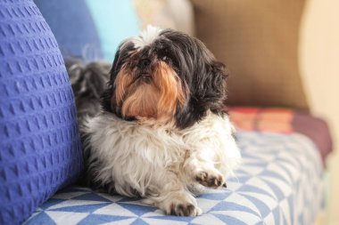 Komik bir köpek evde kanepede oturuyor, en sevdiği oyuncağıyla oynuyor. Shih-tzu cinsi. Evcil hayvan. Homellik.