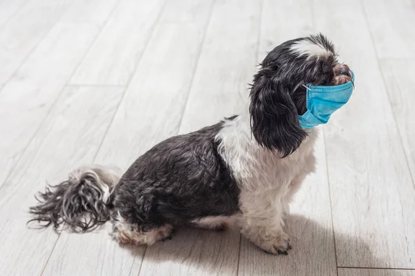 Anjing Bertopeng Medis Wajah Konsep Coronavirus Melindungi Hewan Dari Infeksi — Stok Foto