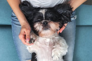 Komik şirin köpek, kızın kucağında kanepede oturuyor. Shih-tzu cinsi. Evcil hayvan. Homellik.