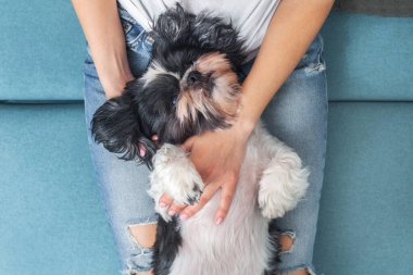 Komik şirin köpek, kızın kucağında kanepede oturuyor. Shih-tzu cinsi. Evcil hayvan. Homellik.