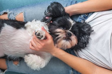 Komik şirin köpek, kızın kucağında kanepede oturuyor. Shih-tzu cinsi. Evcil hayvan. Homellik.