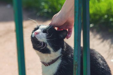 Siyah beyaz bir kediyi okşayan kız. Sokakta parktaki tüylü kedi.