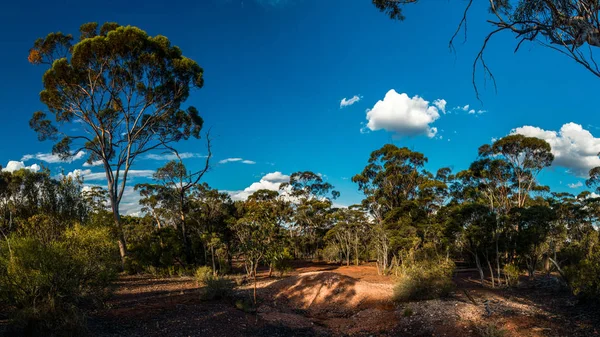 Floresta de goma na Austrália ocidental e céu azul — Fotografia de Stock