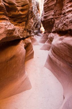 Küçük beyaz at Kanyon