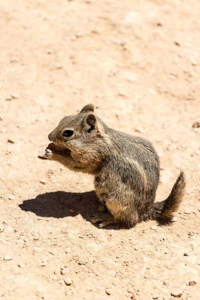 Eichhörnchen frisst Erdnuss — Stockfoto