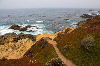 Sahil bitki örtüsü ve rock