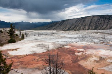 Yellowstone Ulusal Parkı 'nda ölü ağaçlarla dolu Mamut Sıcak Bahar manzarası