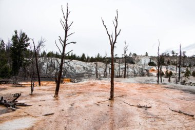 Yellowstone Ulusal Parkı 'nda ölü ağaçlarla dolu Mamut Sıcak Bahar manzarası
