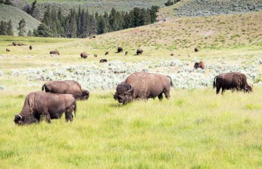 Herd of bisons in Lamar Valley, Yellowstone National park. clipart