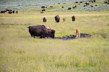 Lamar Vadisi, Yellowstone Ulusal Parkı 'nda bizon sürüsü..